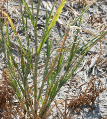 Poaceae