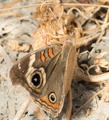 Junonia grisea