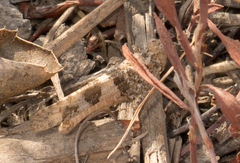 Trimerotropis pallidipennis
