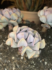 Echeveria
