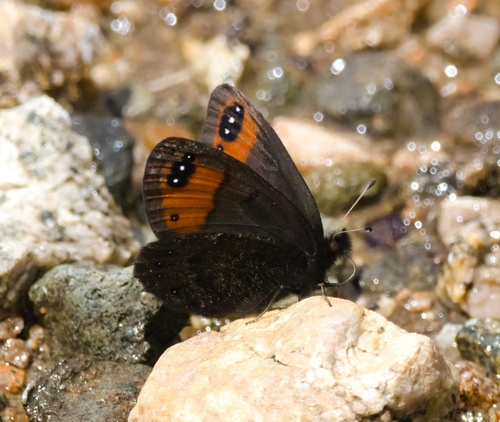 Hewitson's Ringlet