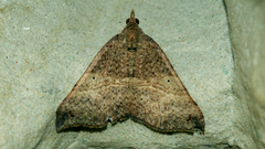 Anachloris uncinata