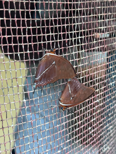 Silver-striped Charaxes