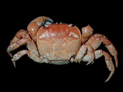 Cyclograpsus audouinii