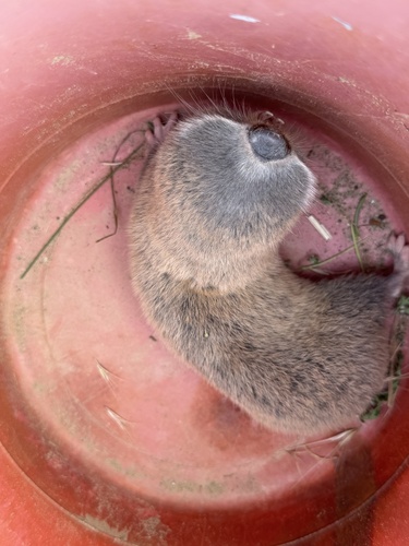 Greater Mole Rat