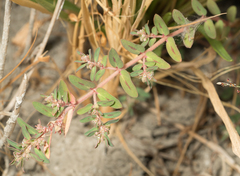 Euphorbia maculata