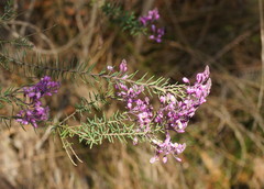 Comesperma ericinum