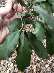 Heritiera trifoliolata