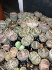 Lithops