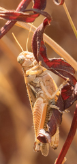 Melanoplus devastator