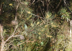 Hakea propinqua