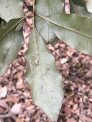 Heritiera trifoliolata