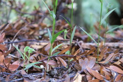 Pterostylis agathicola
