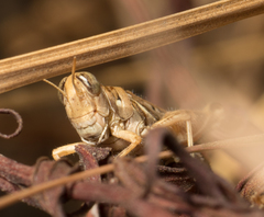 Melanoplus devastator