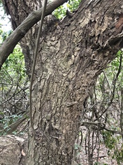 Heritiera trifoliolata