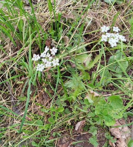 Caraway