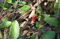 Grevillea laurifolia