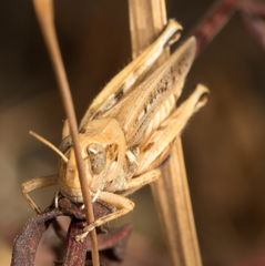 Melanoplus devastator