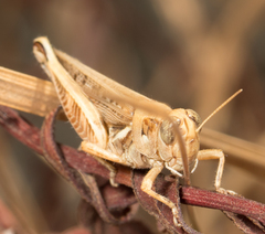 Melanoplus devastator