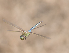 Anax junius