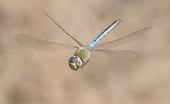 Anax junius