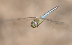 Anax junius