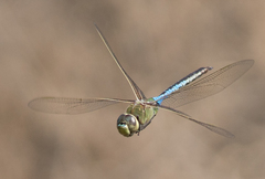 Anax junius