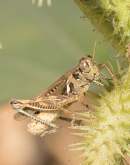 Melanoplus devastator