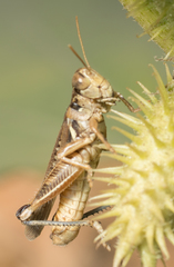 Melanoplus devastator
