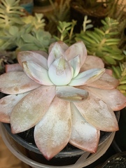 Graptopetalum