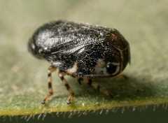 Clastoptera lineatocollis