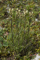 Pedicularis brachystachys