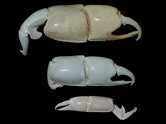 Trypaea australiensis