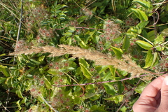 Calamagrostis epigejos