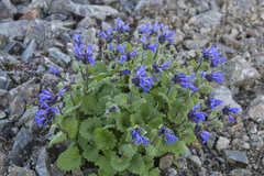Dracocephalum imberbe