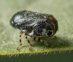 Clastoptera lineatocollis