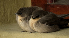 Rock Martin photo 5