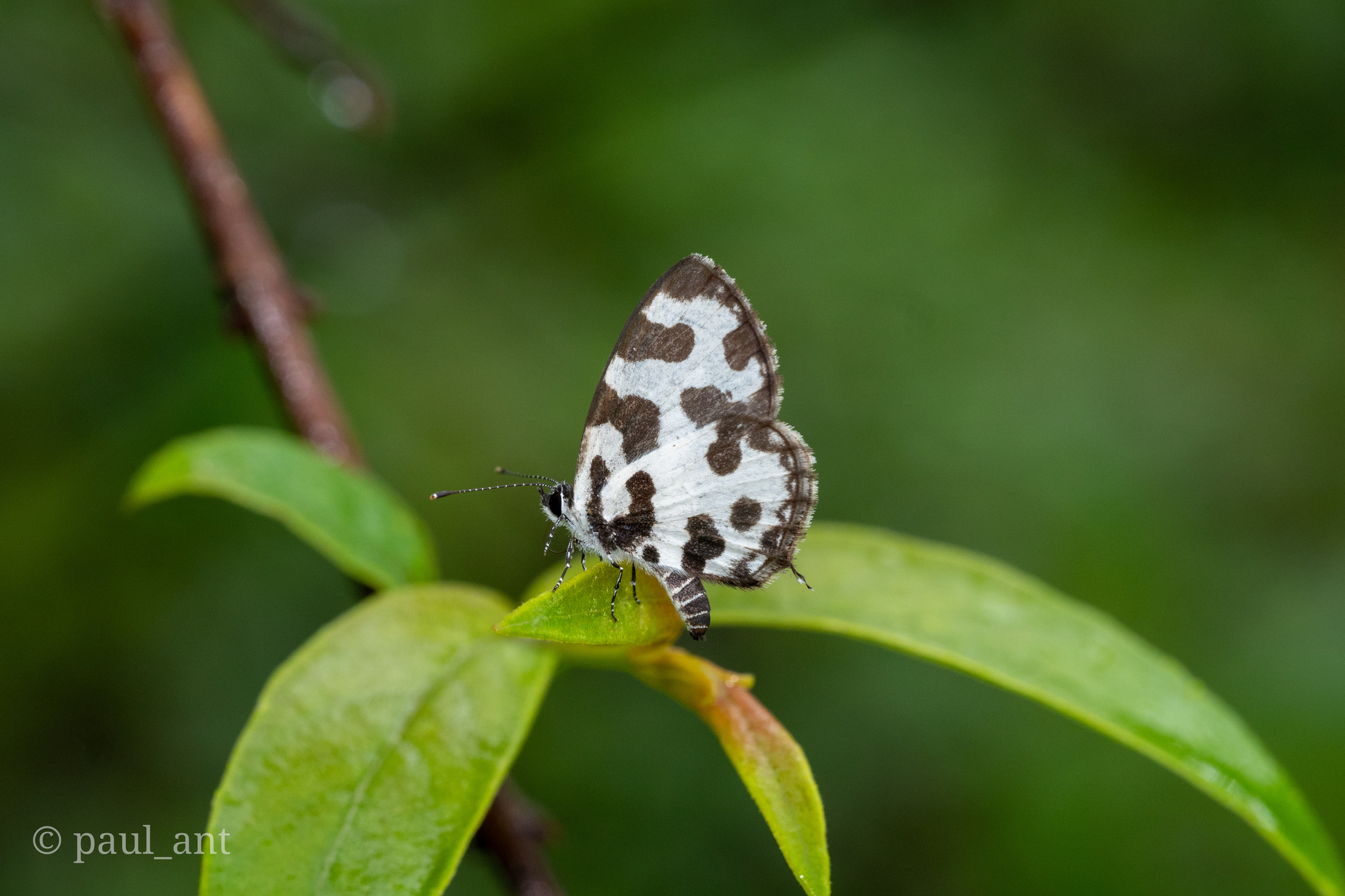 Angled Pierrot