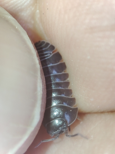 Common Pill Woodlouse