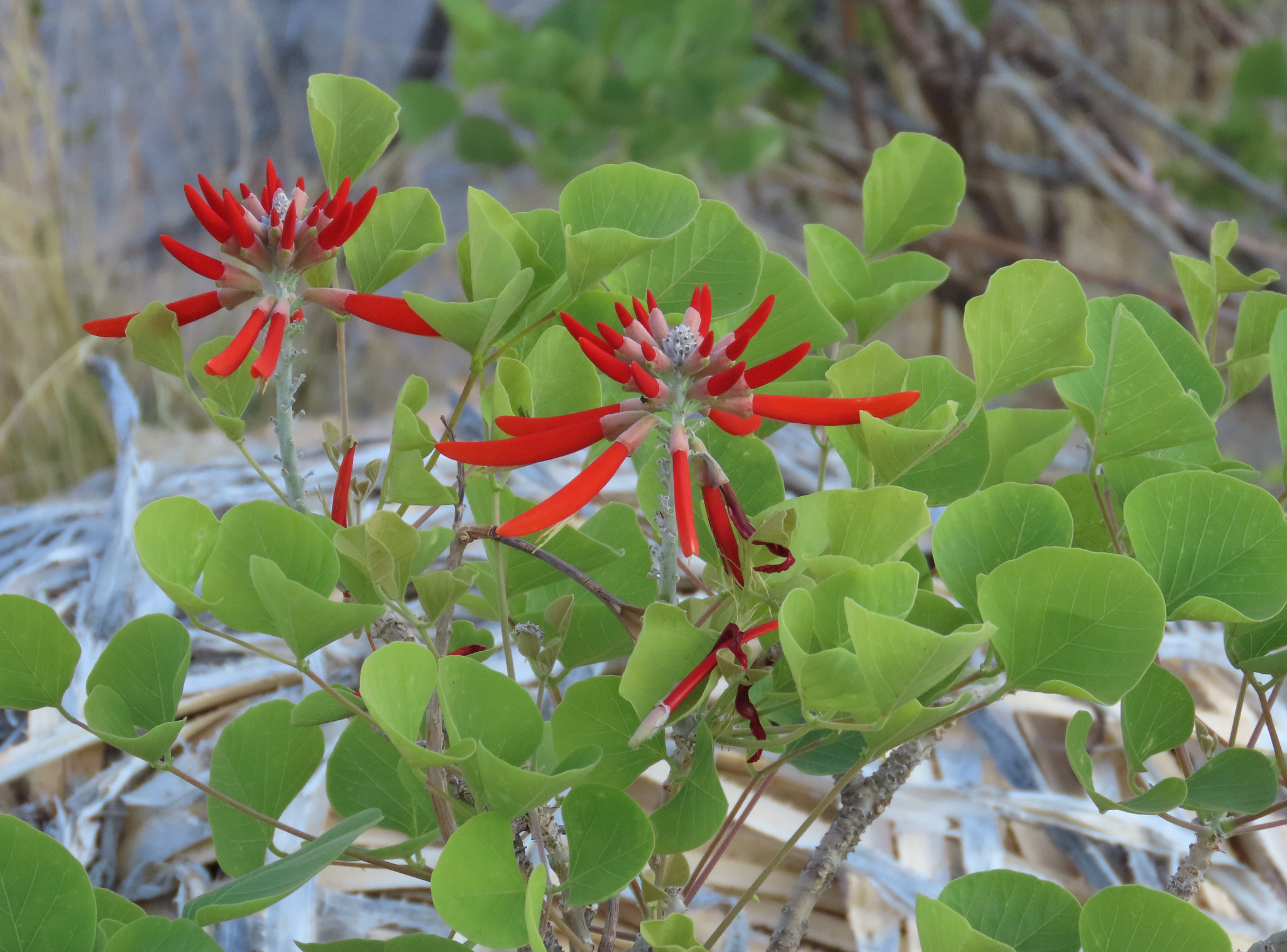 Erythrina flabelliformis