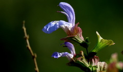 Salvia dentata