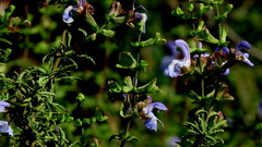 Salvia dentata