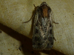 Actebia multifida