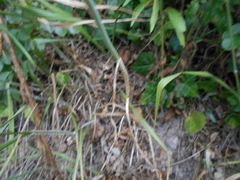 Allium carinatum pulchellum