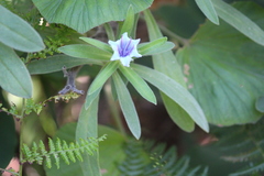 Lobostemon montanus