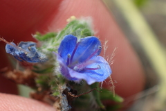 Echium vulgare