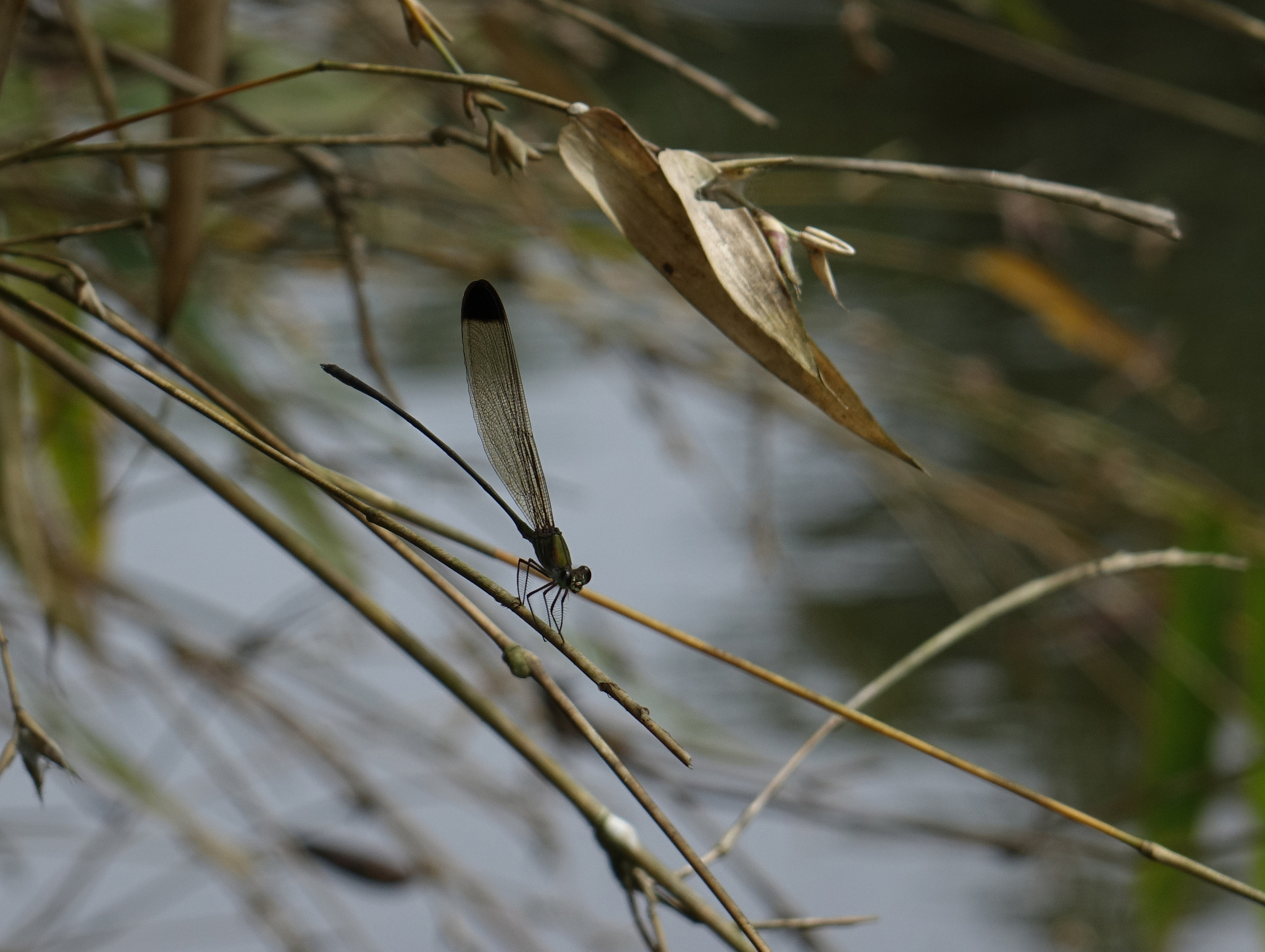 Black-Tip Flashwing