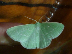 Thetidia smaragdaria