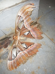 Attacus taprobanis