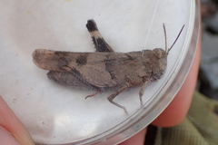 Oedipoda caerulescens